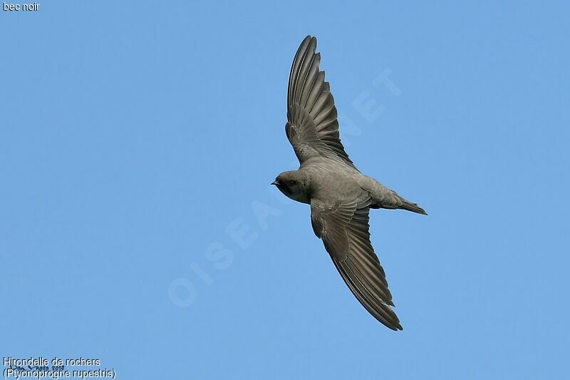 Eurasian Crag Martin