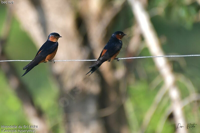 Hirondelle du Sri Lanka