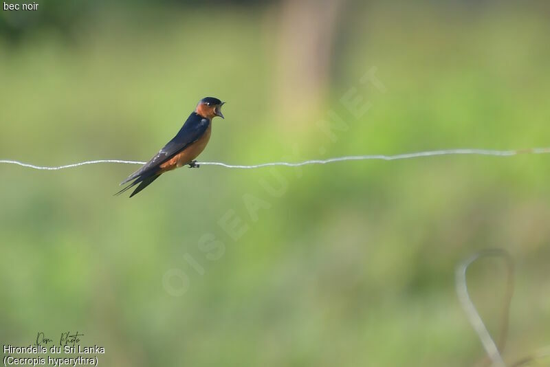 Hirondelle du Sri Lanka