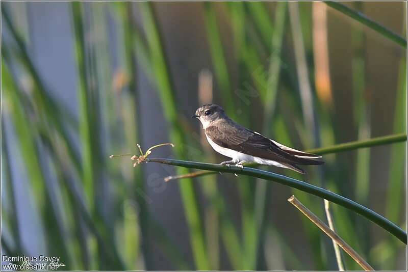 Brown-throated Martin, habitat, pigmentation