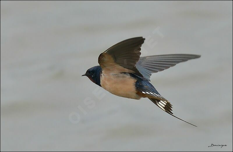 Barn Swallow