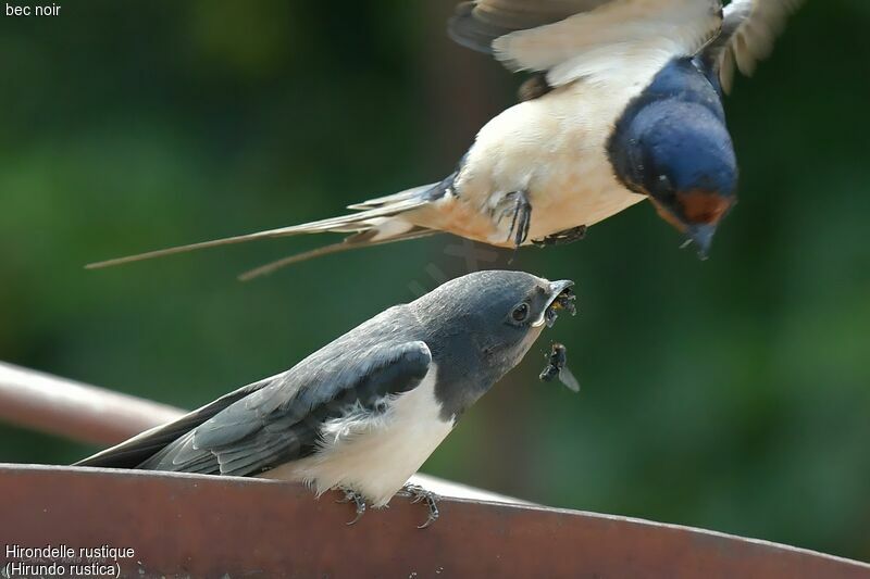 Barn Swallow