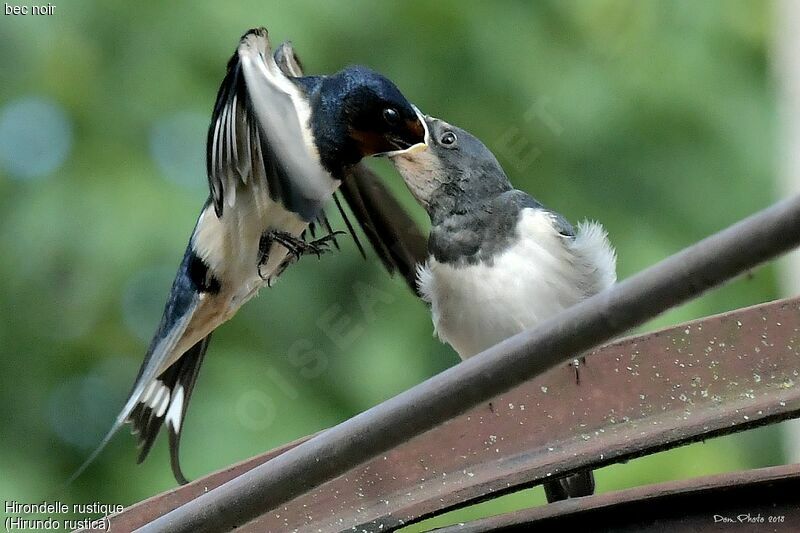 Barn Swallow