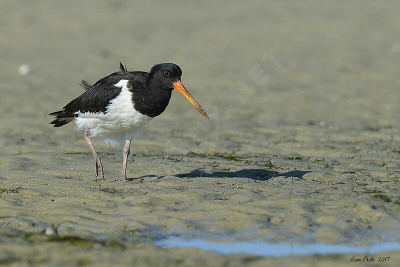 South Island Oystercatcher