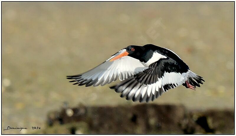 Eurasian Oystercatcher