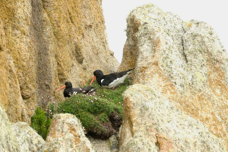 Eurasian Oystercatcher