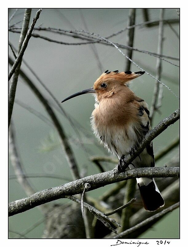 Eurasian Hoopoe