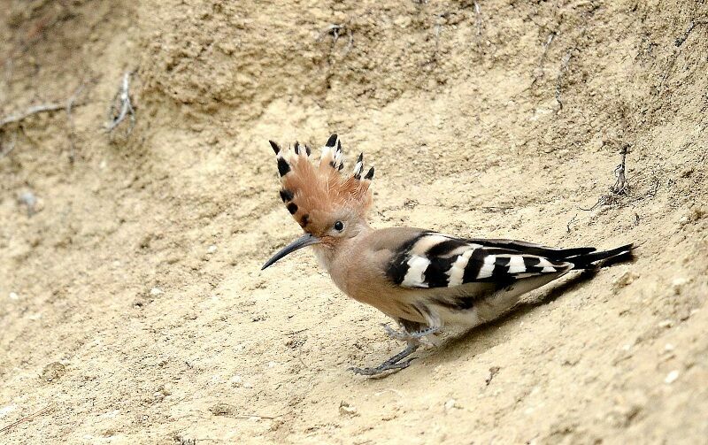 Eurasian Hoopoe