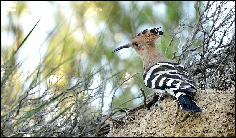 Eurasian Hoopoe