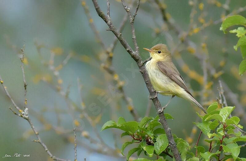 Melodious Warbler