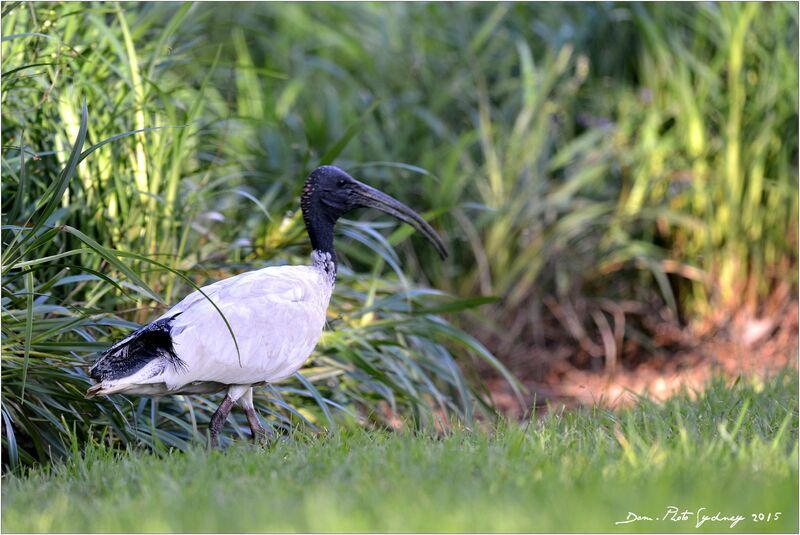 Australian White Ibis