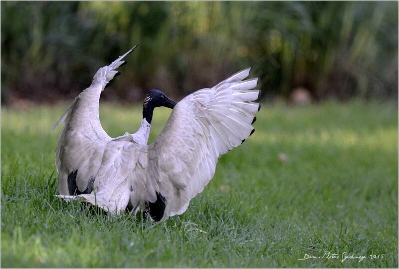 Australian White Ibis