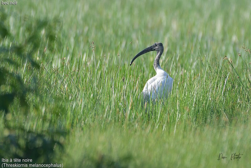 Black-headed Ibis