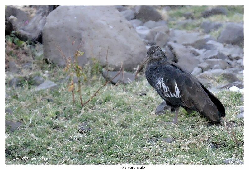 Wattled Ibis