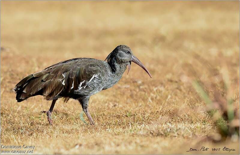 Ibis caronculéadulte, identification