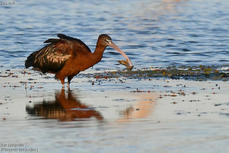 Ibis falcinelle