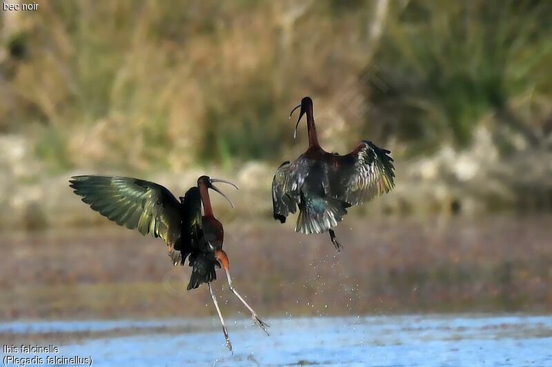 Glossy Ibis