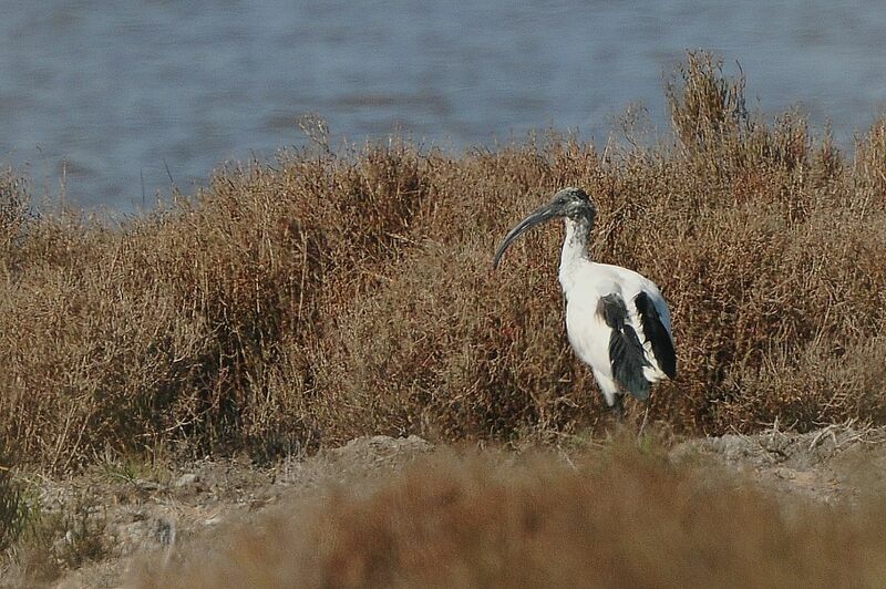 African Sacred Ibis