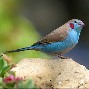 Cordonbleu à joues rouges