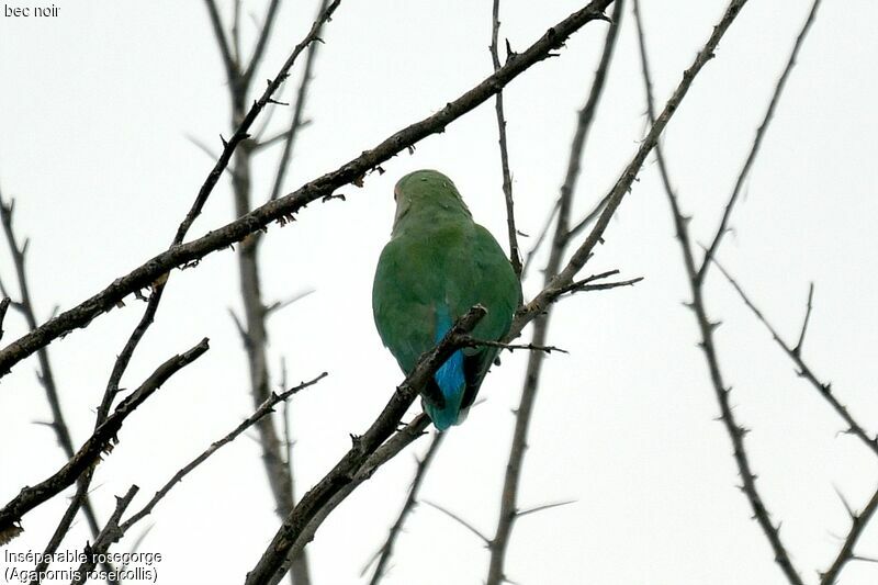 Rosy-faced Lovebird