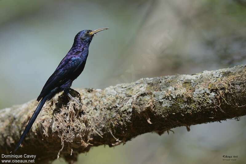 Black Scimitarbilladult, identification