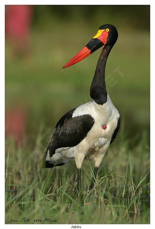 Saddle-billed Stork