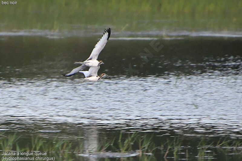 Pheasant-tailed Jacana