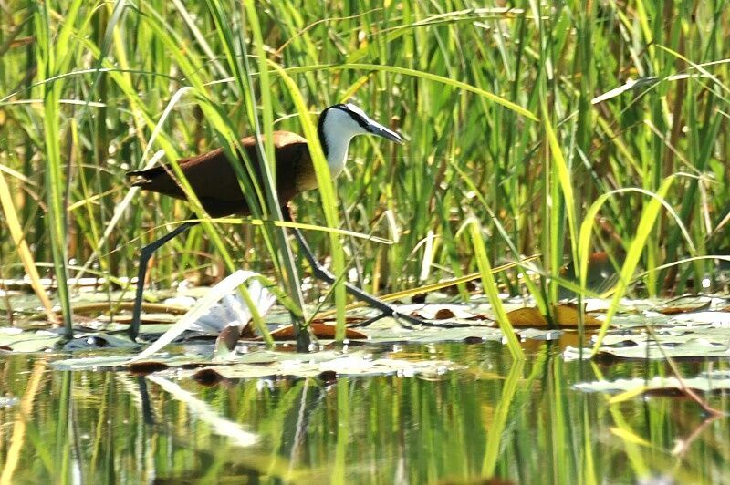 Jacana à poitrine dorée