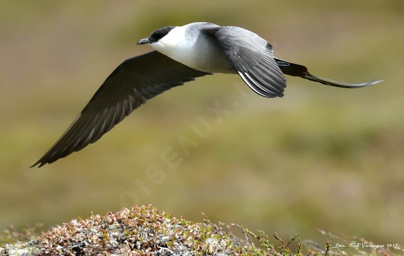 Long-tailed Jaeger