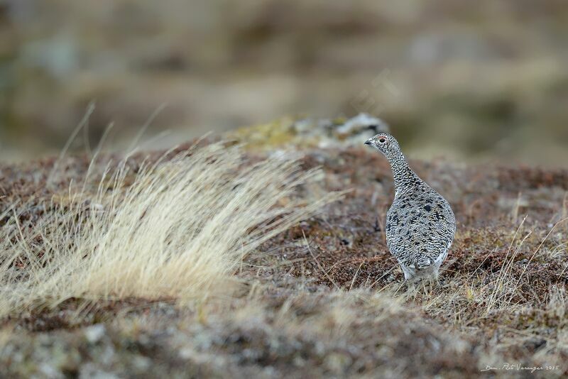 Rock Ptarmigan