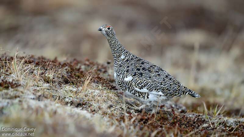 Lagopède alpin mâle adulte, identification