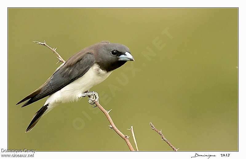 White-breasted Woodswallowadult