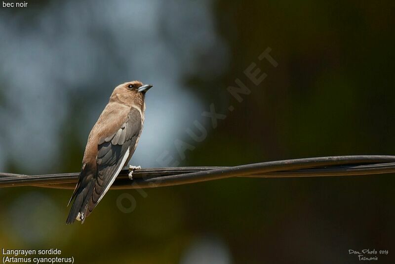 Dusky Woodswallow