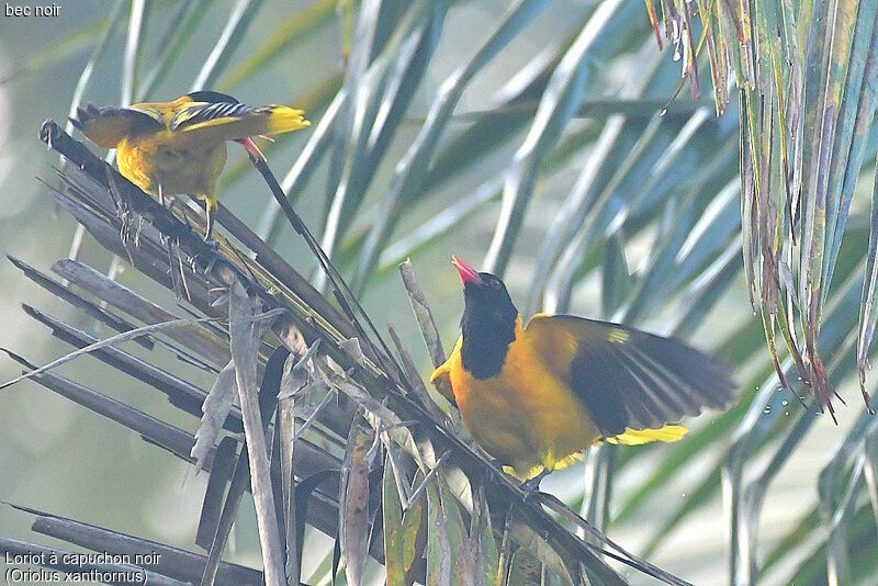 Black-hooded Oriole