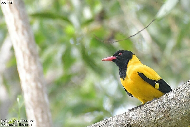 Black-hooded Oriole