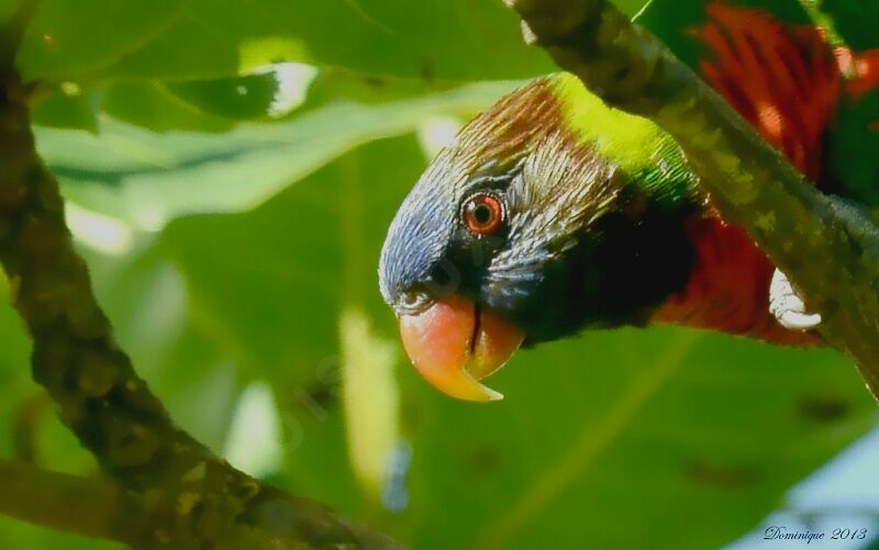 Coconut Lorikeet