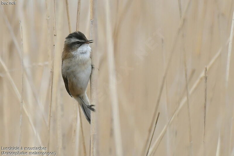 Moustached Warbler