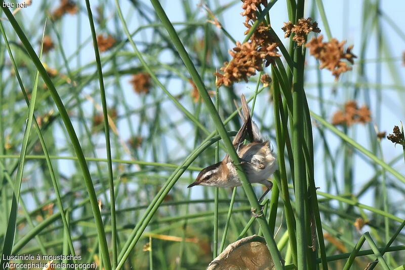 Moustached Warbler