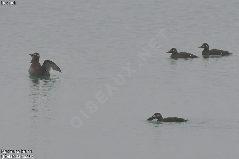 Velvet Scoter