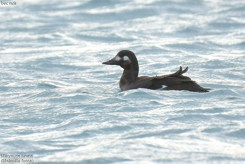 Velvet Scoter