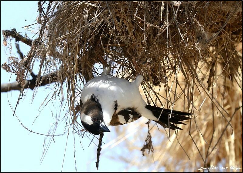 White-browed Sparrow-Weaver