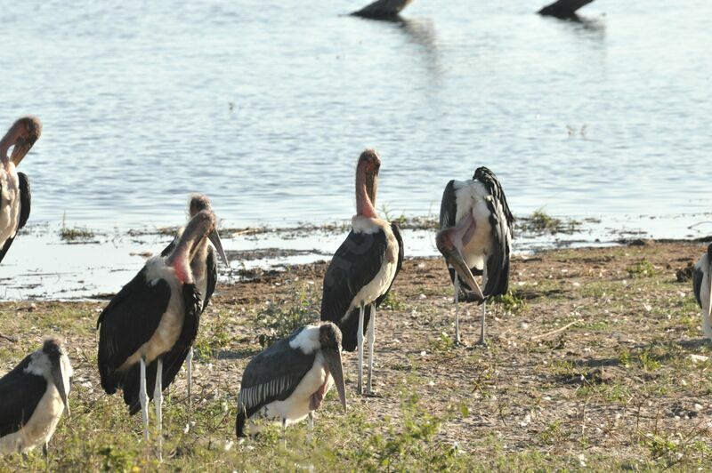 Marabou Stork