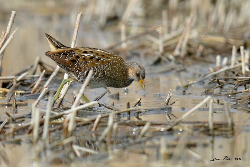 Spotted Crake