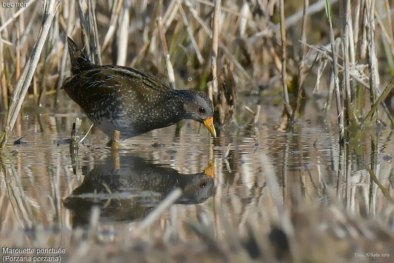 Spotted Crake