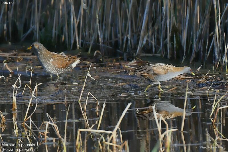 Little Crake male