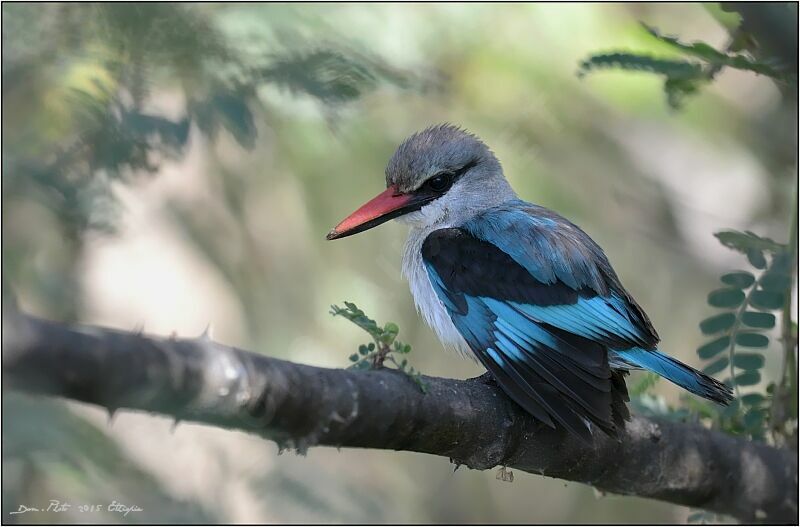 Woodland Kingfisher