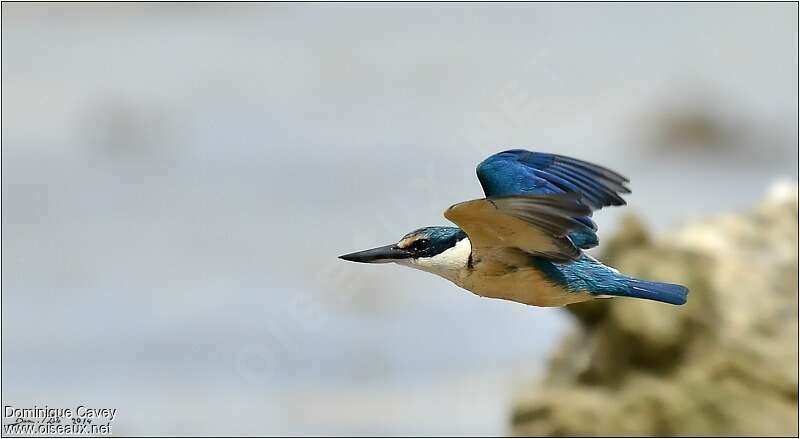 Sacred Kingfisheradult, Flight