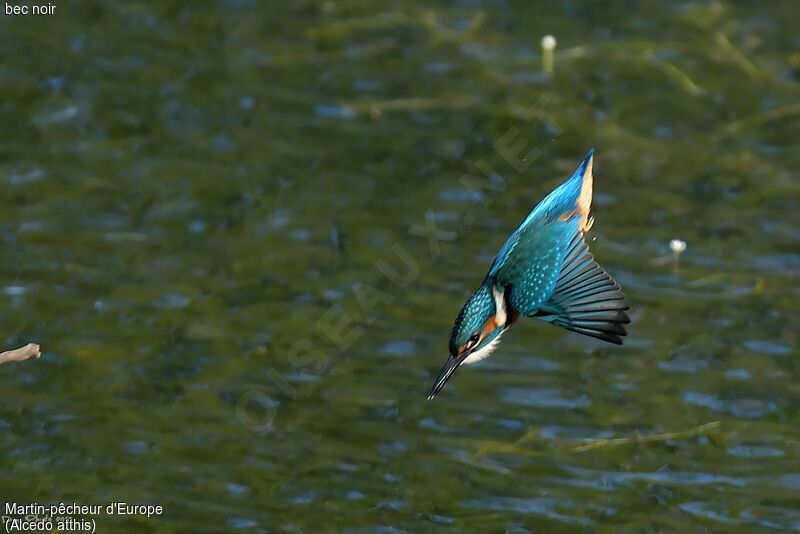 Common Kingfisher