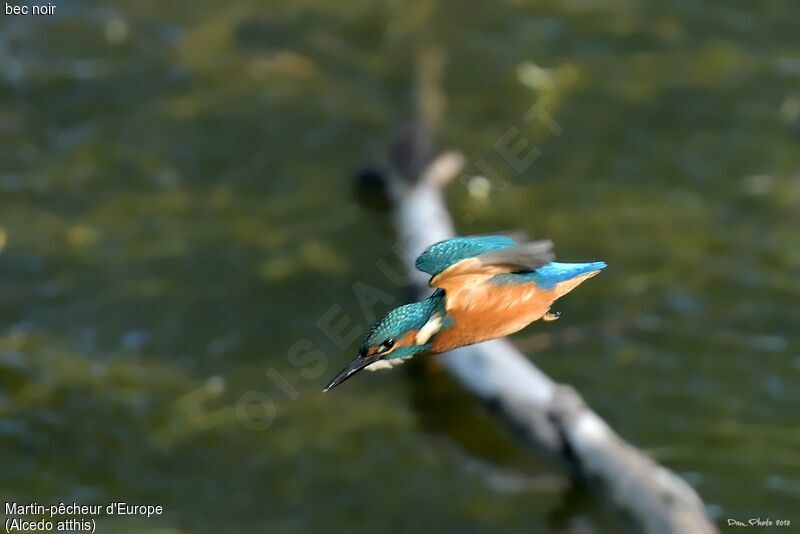 Common Kingfisher