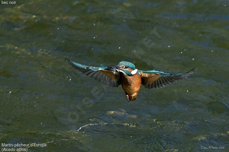 Common Kingfisher